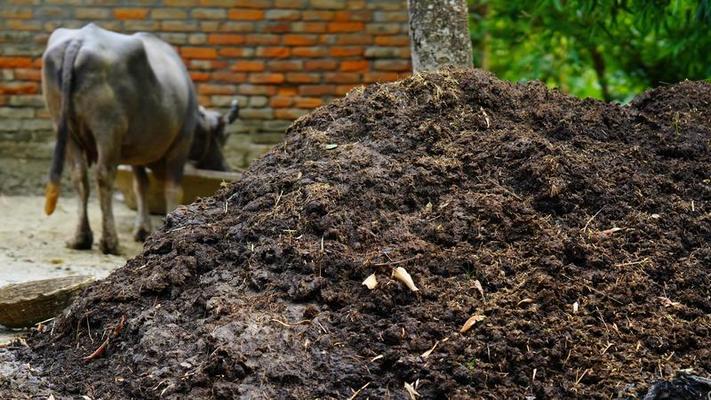 ചാണകം വെറും ചാണകമല്ല; ആഗോളതലത്തിൽ ചാണകത്തിനു പ്രിയമേറുന്നു 3 rural cow dung image hd photo