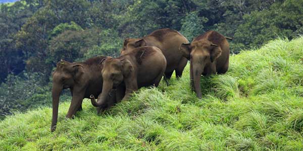 വന്യജീവി പ്രതിരോധ വേലികൾ പൊളിക്കണമെന്ന ഉത്തരവ് പിന്‍വലിക്കണം: ഫാ. ജിൻസ് കാരയ്ക്കാട്ട്